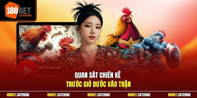 Quan sát chiến kê trước giờ bước vào trận